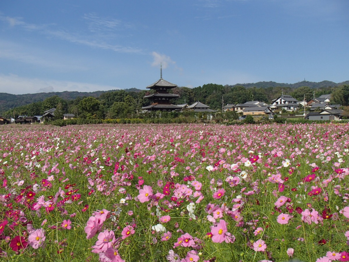 斑鳩町原風景２
